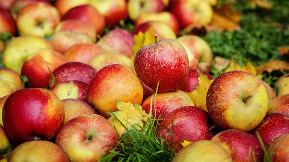 Яблоки в цифрах: В каком объеме яблоки экспортируются и импортируются? (страны, объемы) — Tazabek