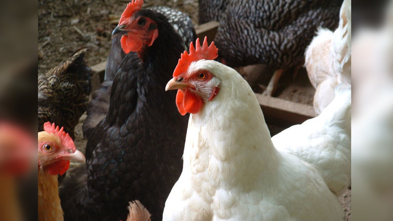 В ЖК внесли законопроект о возмещении НДС на импорт, уплаченный птицеводами при ввозе кормов — Tazabek