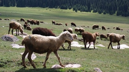 Минсельхоз предлагает утвердить программу развития племенного животноводства в Кыргызской Республике на 2017-2021 годы — Tazabek