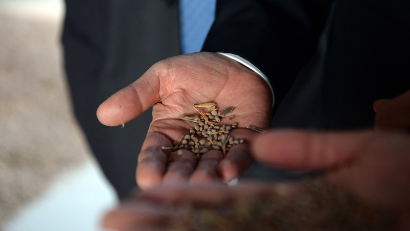 На 2019 год на дотацию семенных хозяйств понадобится 107 млн сомов в случае принятия соответствующего законопроекта — Tazabek