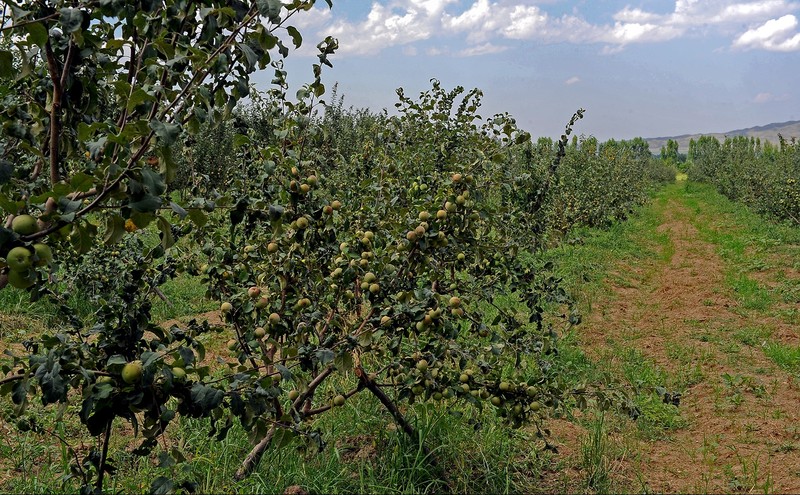 Сельское хозяйство Кыргызстана за 8 месяцев 2017 года выросло всего на 0,8% при запланированных 2%, - Минэкономики — Tazabek