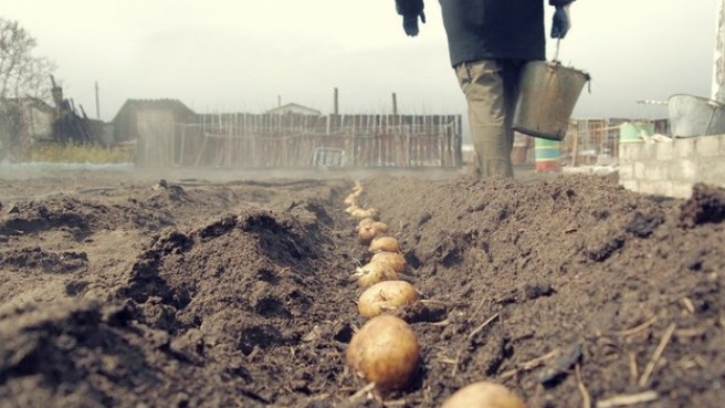 Фермеры не могут сбыть картофель даже за 5 сомов за килограмм из-за запрета ввоза в Узбекистан, - депутат — Tazabek