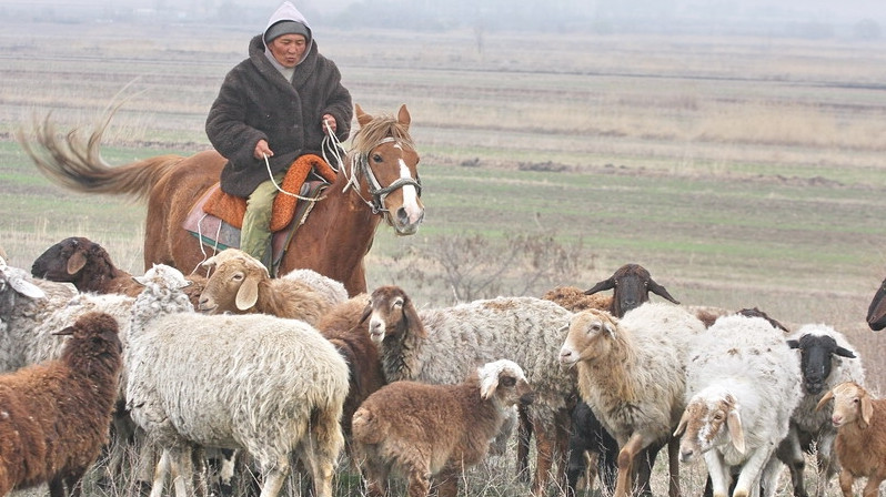 Потери в сельском хозяйстве ежегодно в среднем достигают 30%, - эксперт Г.Касеева — Tazabek