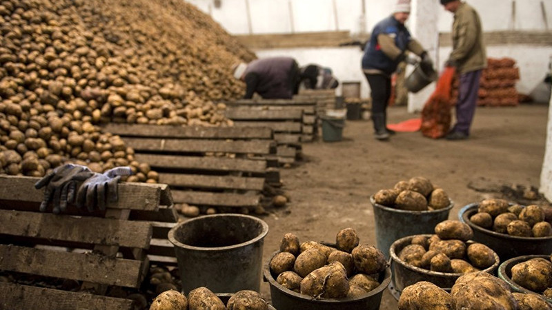 Список 73 узбекских компаний, получивших квоту на импорт кыргызстанского картофеля — Tazabek