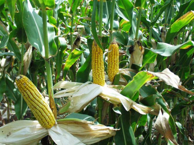 Госветсанинспекция задержала 5 тонн контрабандной кукурузы из Китая — Tazabek