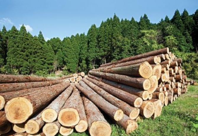 КР за январь-май импортировала 106,8 тыс. тонн лесоматериалов на $27,8 млн (наименования) — Tazabek