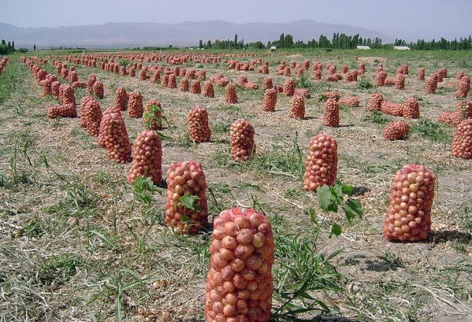 Неверно говорить, что Казахстан ждет от нас лук или картошку, он вкладывает в свое сельское хозяйство, - эксперт У.Ниязалиев — Tazabek