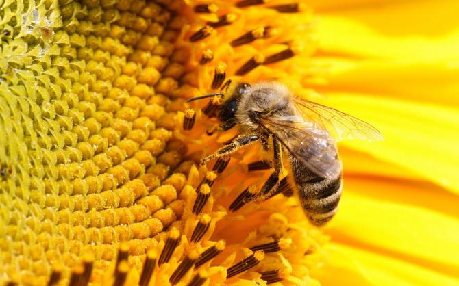 ФАО: Пчелы могут улучшить производство продовольствия мелкими фермерами — Tazabek