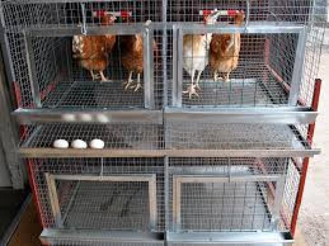 Правительство увидело явные угрозы последствий ЕАЭС для мукомольной отрасли и птицеводства КР — Tazabek
