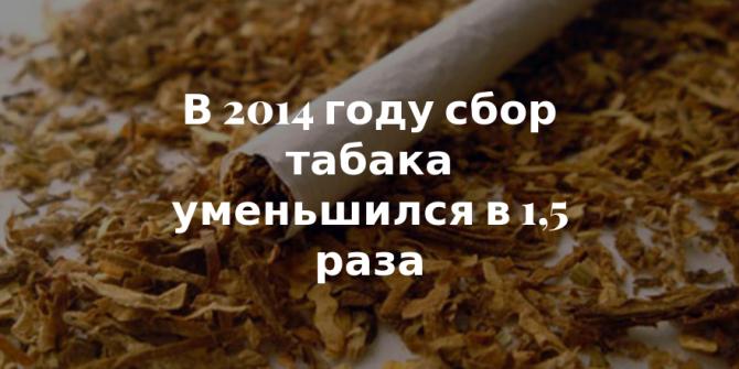 За 3 года Imperial Tobacco Group потерял в объемах продаж по миру, что сказалось на сигаретах, где используется кыргызский табак, - Минсельхоз — Tazabek